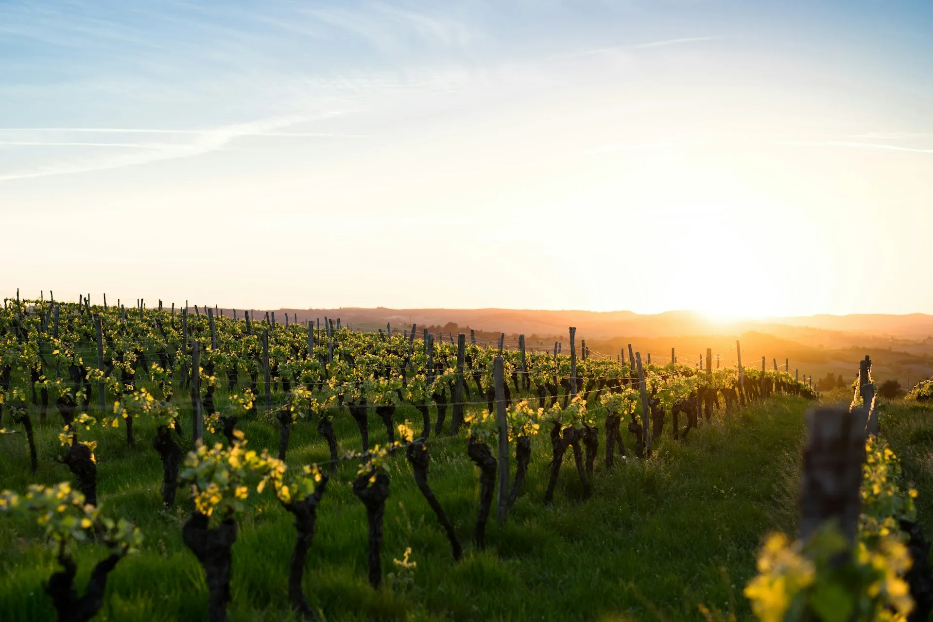 Vinmark i solnedgang