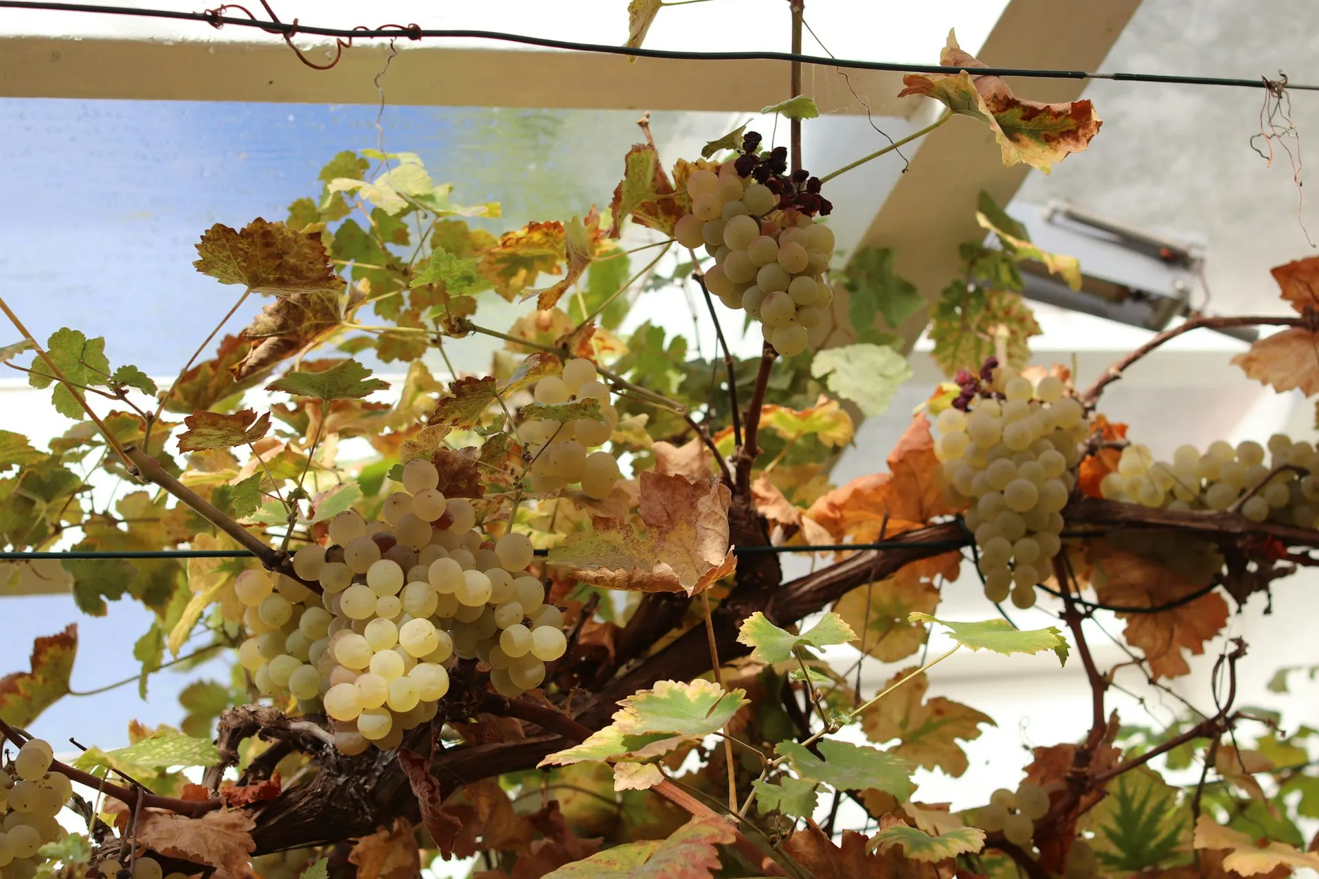 Klaser af hvide druer under en pergola om efteråret